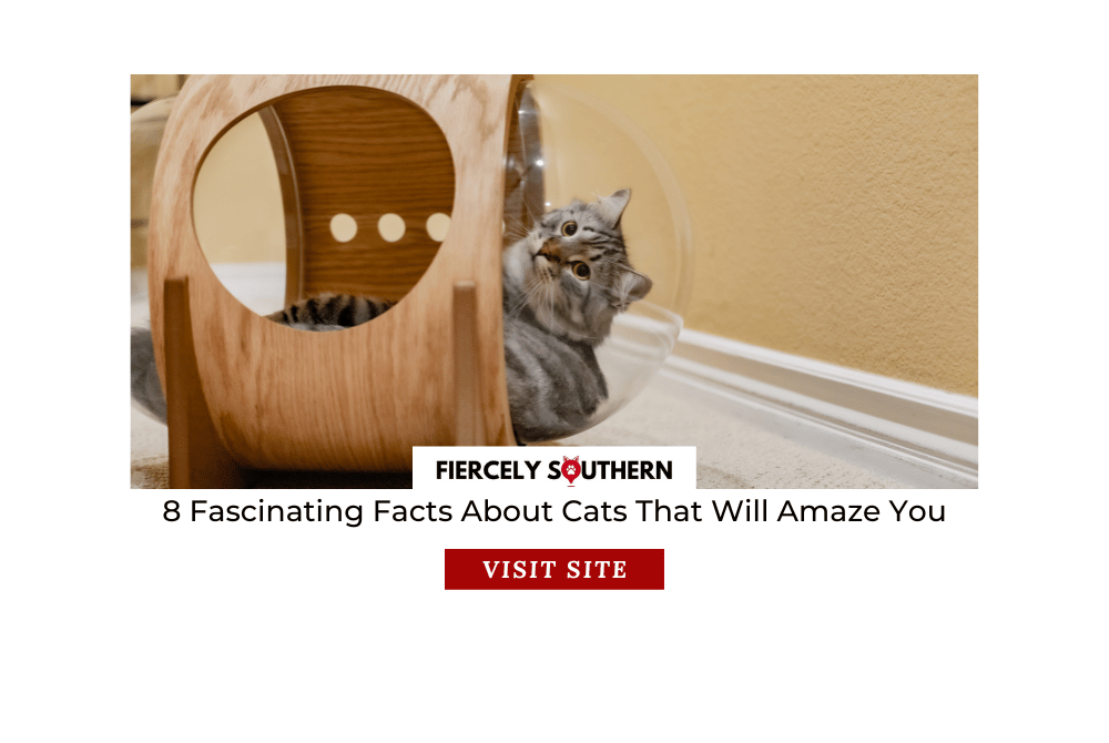 8 Fascinating Facts About Cats That Will Amaze You - Fiercely Southern