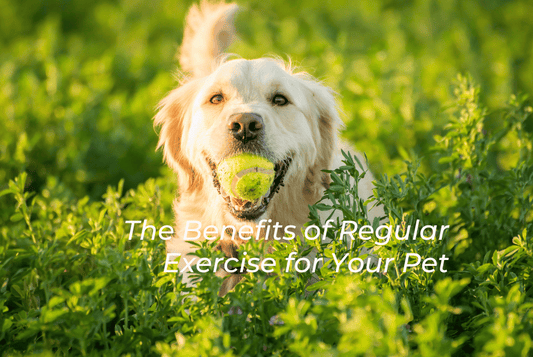 The Benefits of Regular Exercise for Your Pet - Fiercely Southern