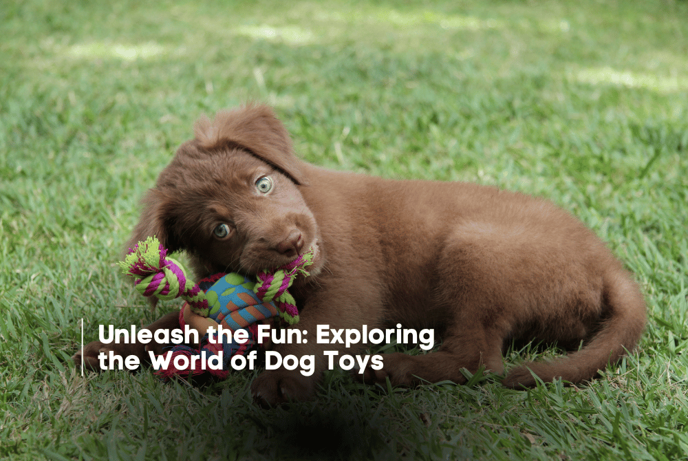 Unleash the Fun: Exploring the World of Dog Toys - Fiercely Southern